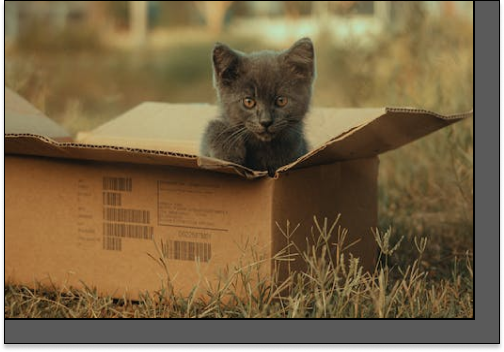 Cat in a box photo with image padding